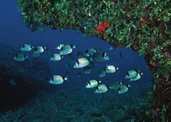 Diving & Snorkeling in Area Marina Protetta