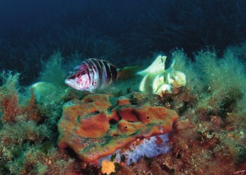 Diving & Snorkeling in Area Marina Protetta