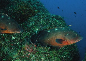 Diving & Snorkeling in Area Marina Protetta