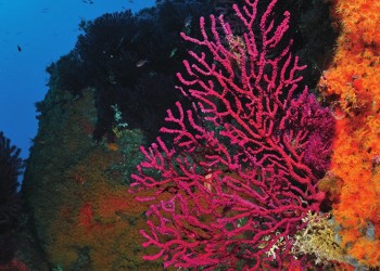 Diving & Snorkeling in Area Marina Protetta