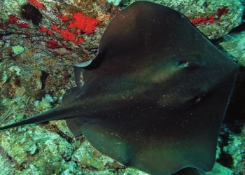 Diving & Snorkeling in Area Marina Protetta