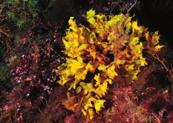Gorgonia