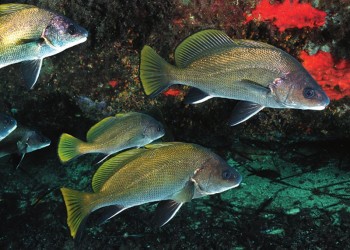 Diving & Snorkeling in Area Marina Protetta