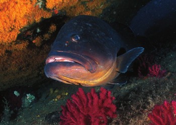 Diving & Snorkeling in Area Marina Protetta