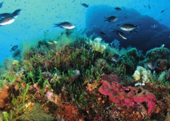 Diving & Snorkeling in Area Marina Protetta