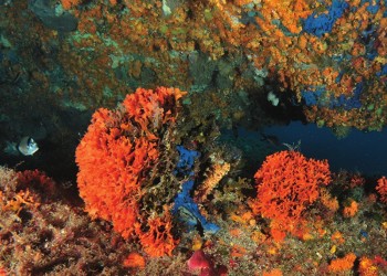 Diving & Snorkeling in Area Marina Protetta