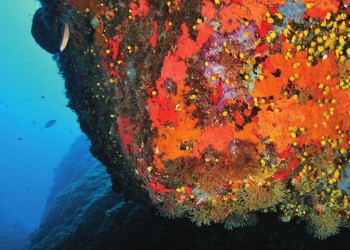 Diving & Snorkeling in Area Marina Protetta