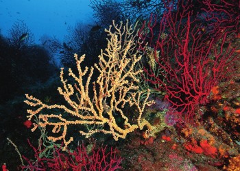 Diving & Snorkeling in Area Marina Protetta