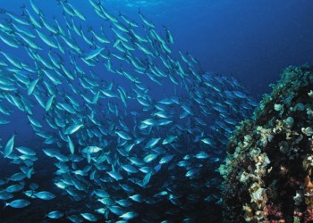 Diving & Snorkeling in Area Marina Protetta