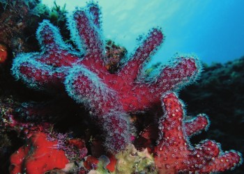 Diving & Snorkeling in Area Marina Protetta