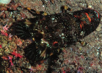 Diving & Snorkeling in Area Marina Protetta