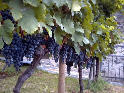 Filari
