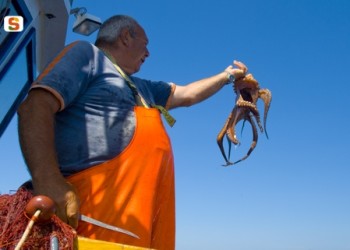 Pescatore con Polpo