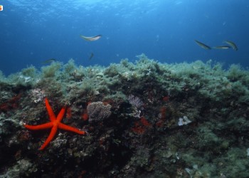 Stella Marina