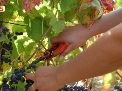 Vendemmia