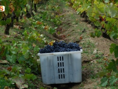 Vendemmia cesto