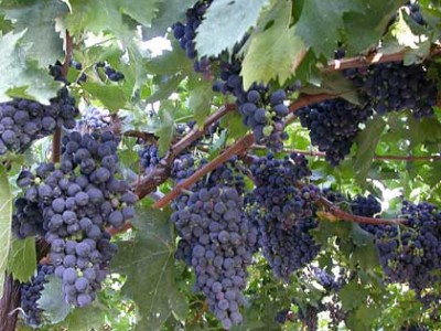 Vitis vinifera
