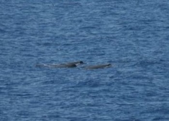 Whalewatching