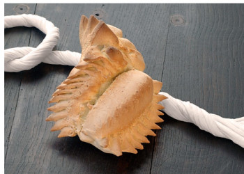 Coccoi